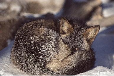 发行商不满《尘封大陆》销量低迷 明年为游戏推出加强版