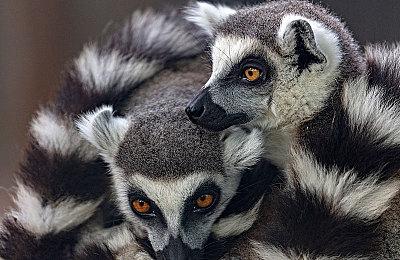 业内人士：Switch 2性能达不到PS4 Pro水平